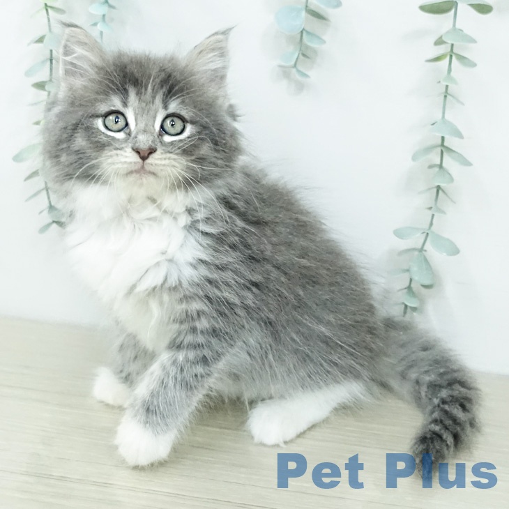 ノルウェージャンフォレストキャットの写真2