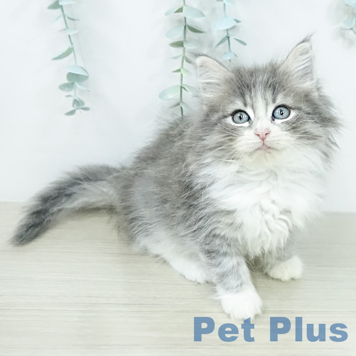 ノルウェージャンフォレストキャット