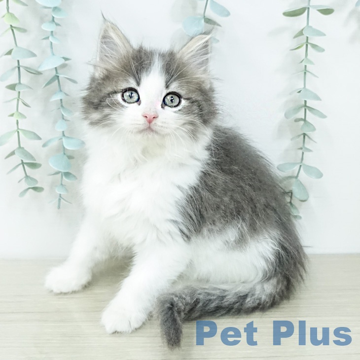 ノルウェージャンフォレストキャット