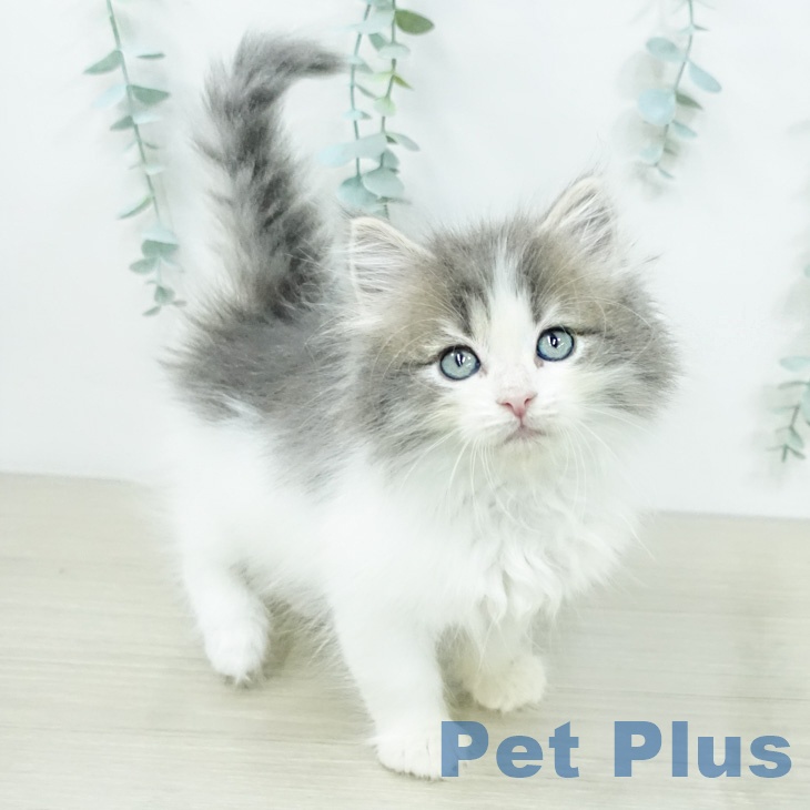 ノルウェージャンフォレストキャット