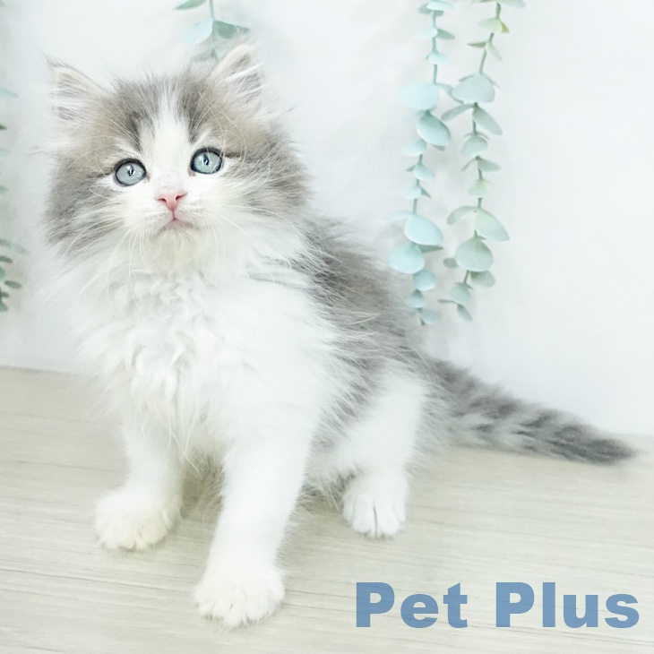 ノルウェージャンフォレストキャットの写真2