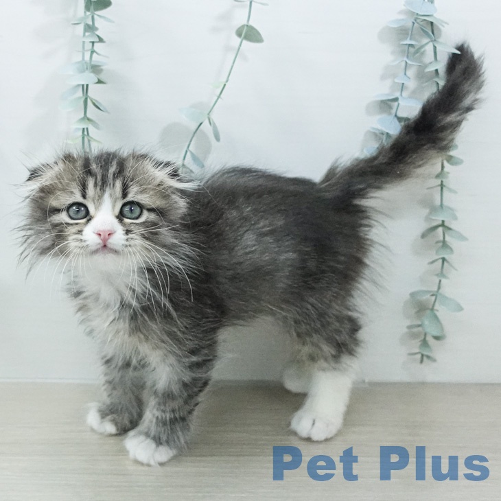 茨城県のスコティッシュフォールド (ペッツワン つくば店/2026年2月20日生まれ/男の子/ブラウンタビーホワイト)の子猫