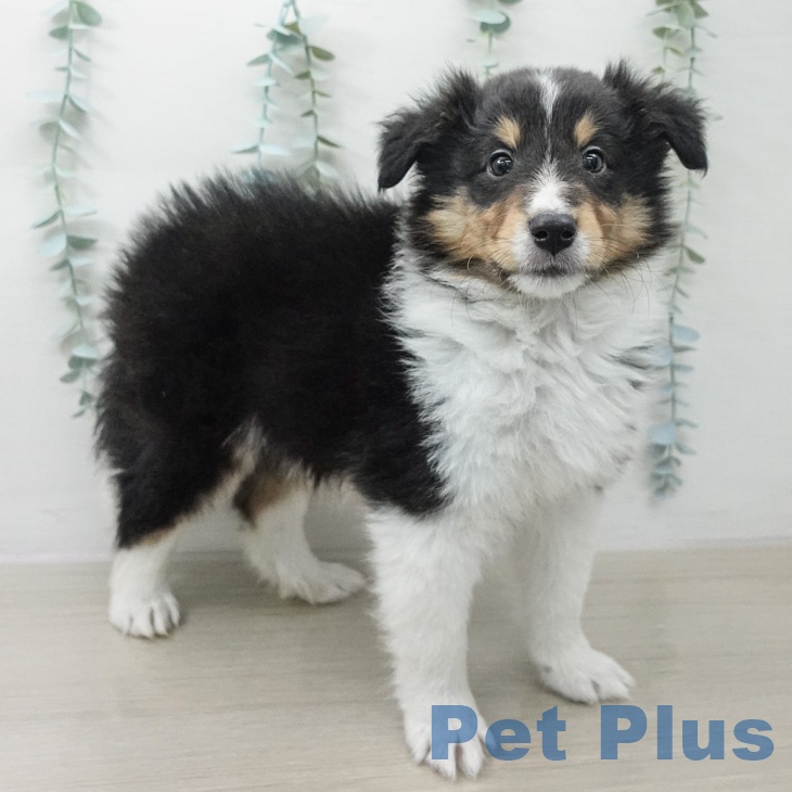 シェットランド・シープドッグ