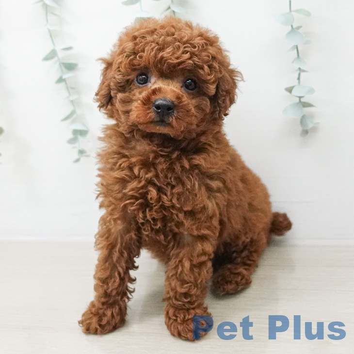 福島県のトイプードル(トイ) (ペットプラス 福島店/2026年2月20日生まれ/女の子/レッド)の子犬