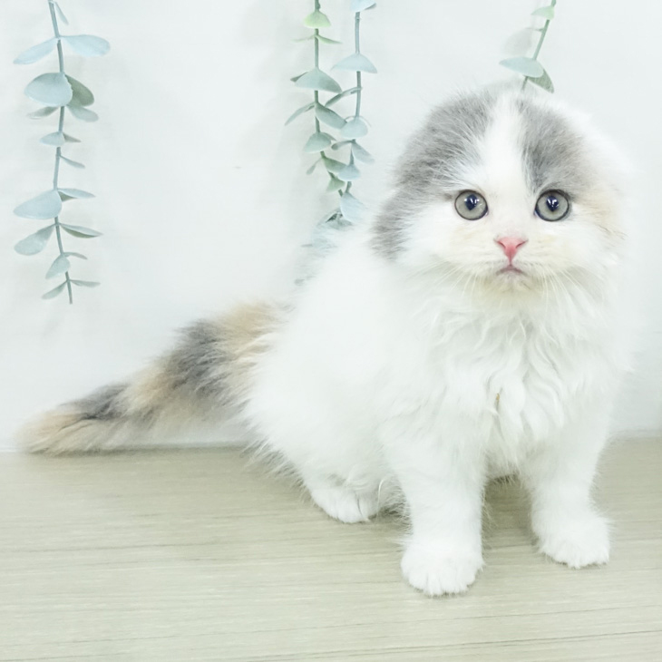 スコティッシュフォールド