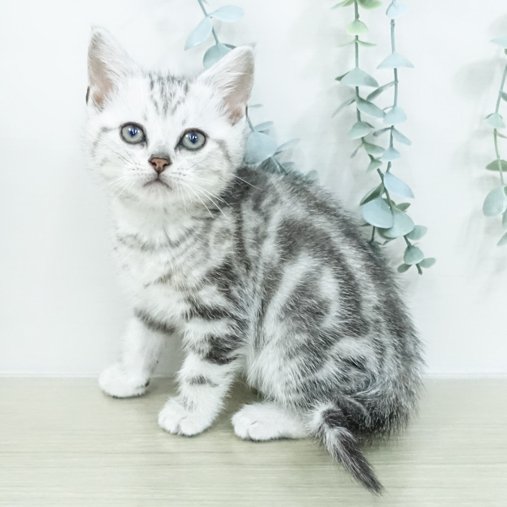 茨城県のアメリカンショートヘアー (ペッツワン 古河店/2026年2月16日生まれ/男の子/シルバータビー)の子猫