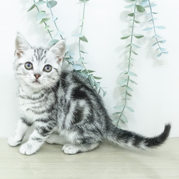 アメリカンショートヘア