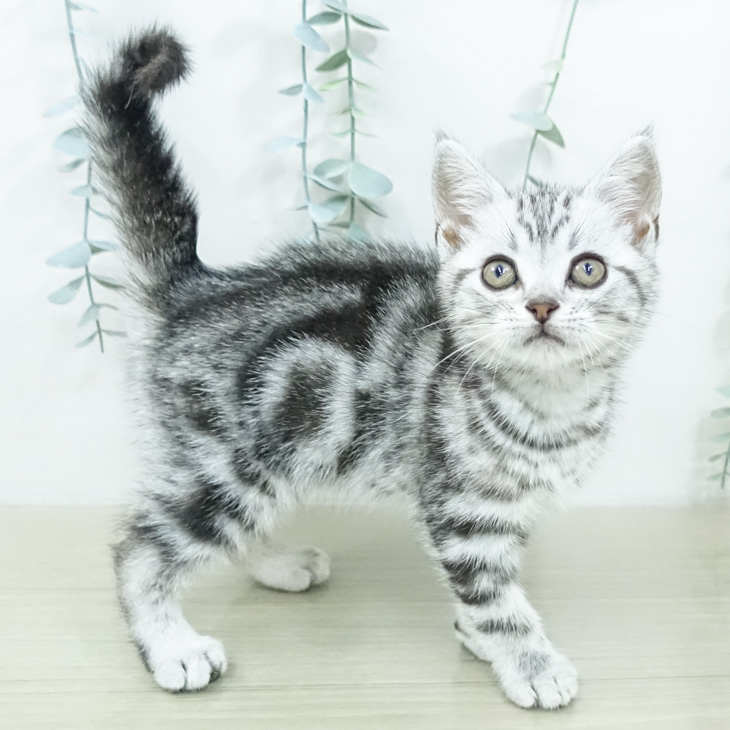 アメリカンショートヘアの写真2