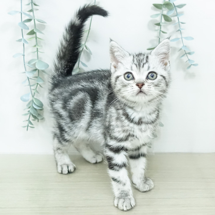 アメリカンショートヘア