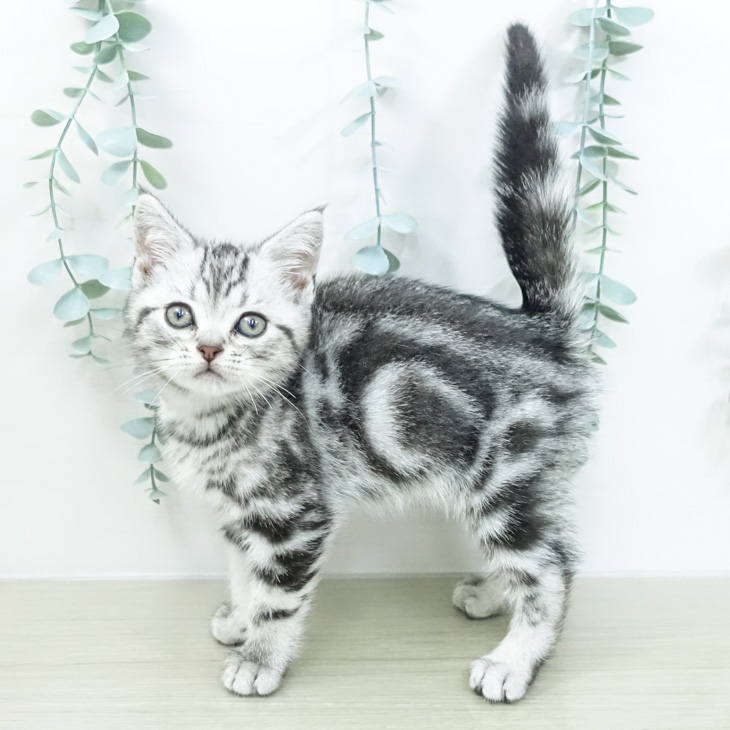 アメリカンショートヘアの写真2