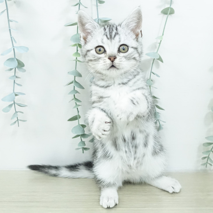 アメリカンショートヘア