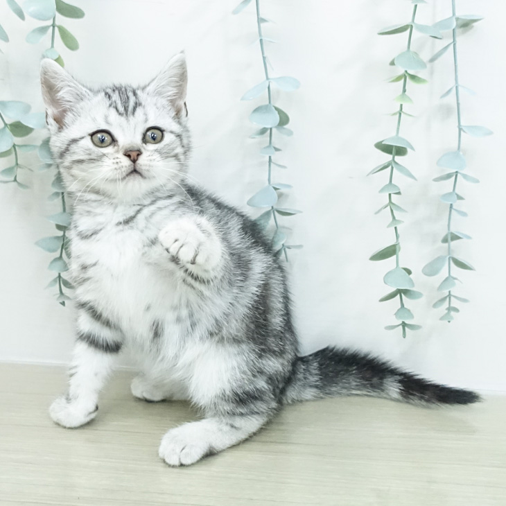 アメリカンショートヘアの写真2