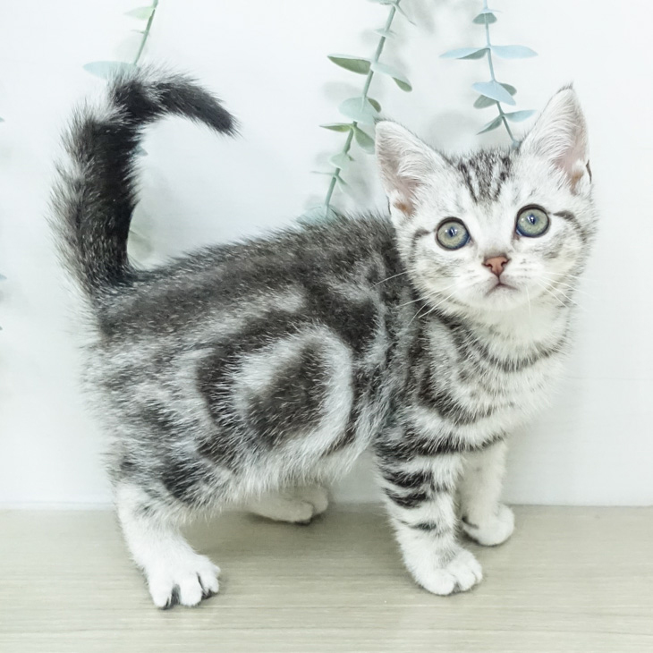 アメリカンショートヘア