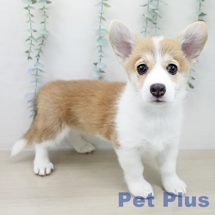 ウェルシュ・コーギー・ペンブローク