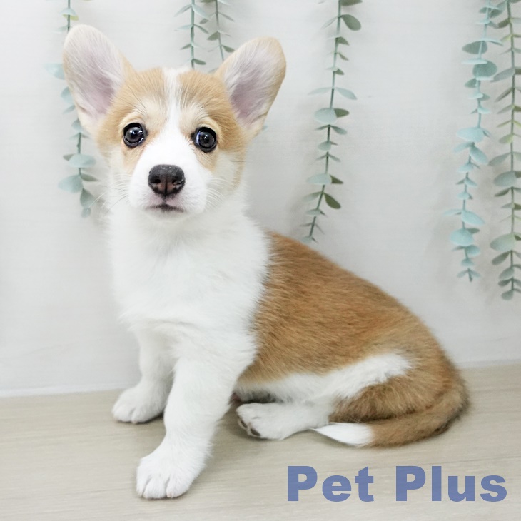 ウェルシュ・コーギー・ペンブロークの写真2