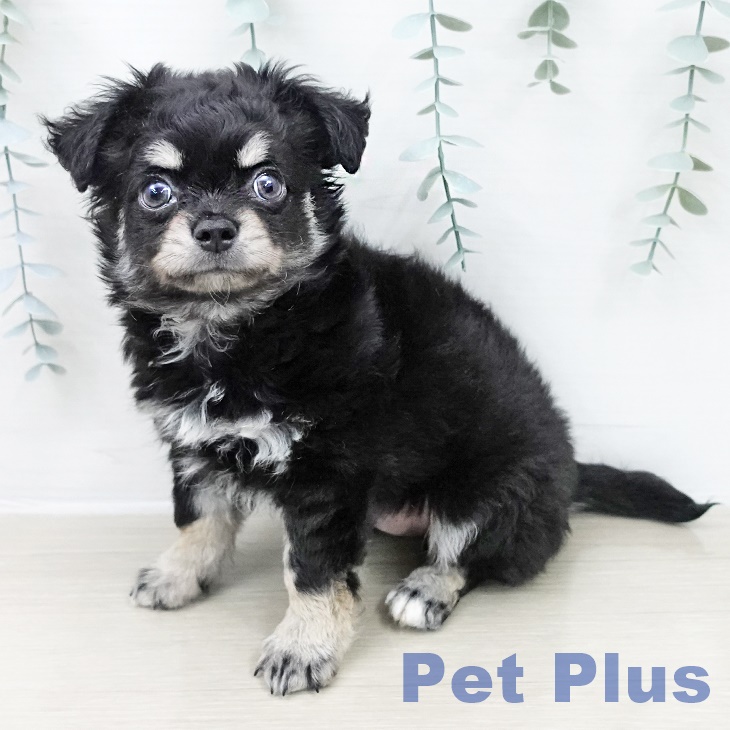 茨城県のチワワ(ロング) (ペッツワン 阿見店/2026年2月20日生まれ/男の子/ブラックタン)の子犬の1枚目の画像