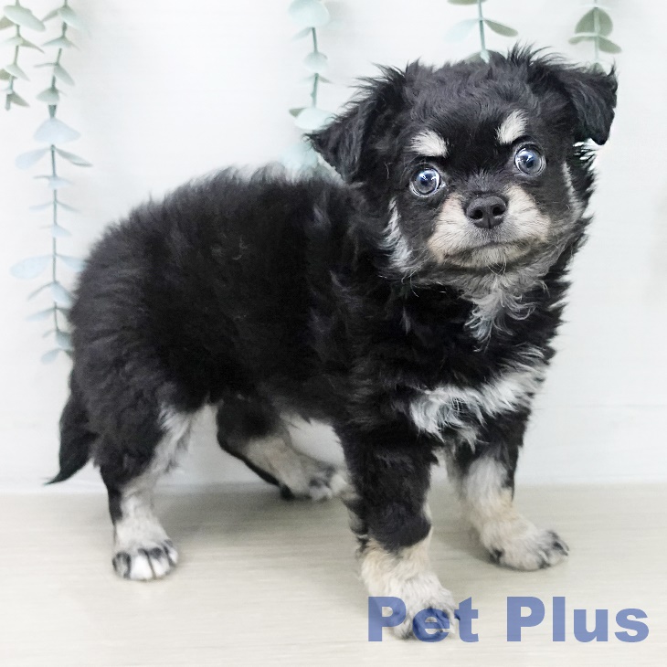 茨城県のチワワ(ロング) (ペッツワン 阿見店/2026年2月20日生まれ/男の子/ブラックタン)の子犬の2枚目の画像