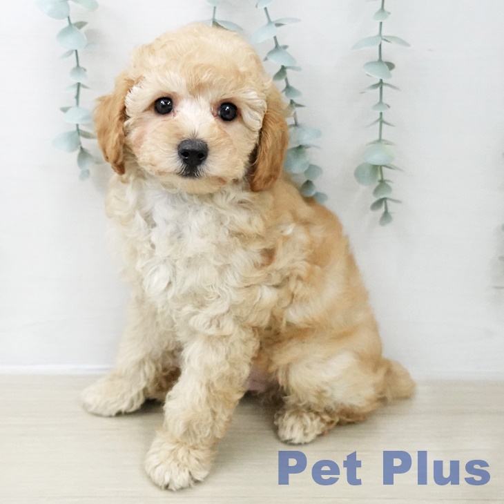 トイ・プードル