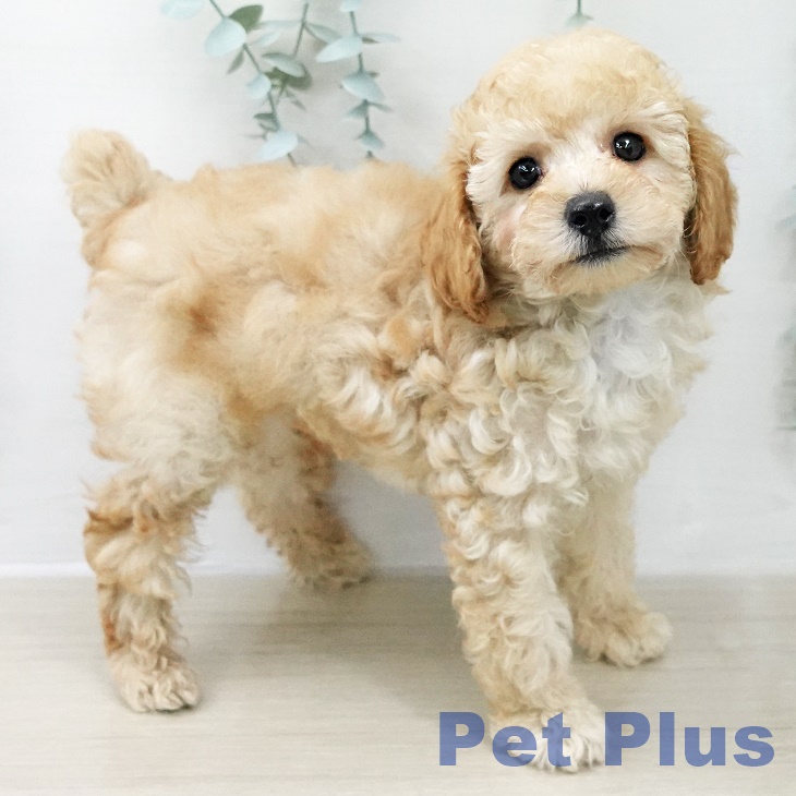 トイ・プードルの写真2