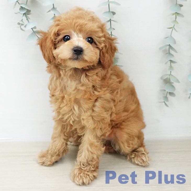 トイ・プードルの写真2