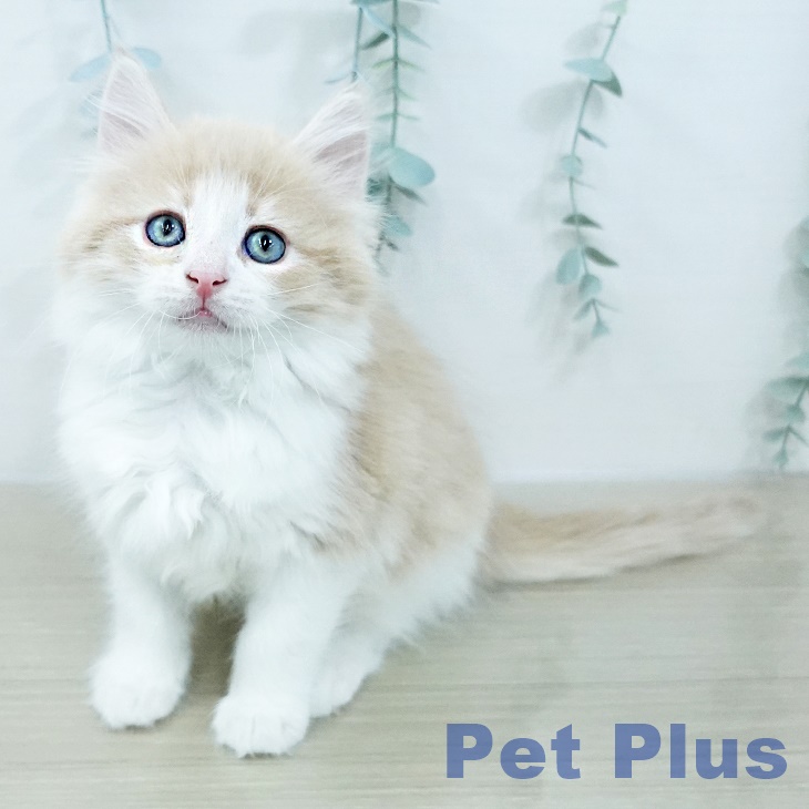 ノルウェージャンフォレストキャットの写真2