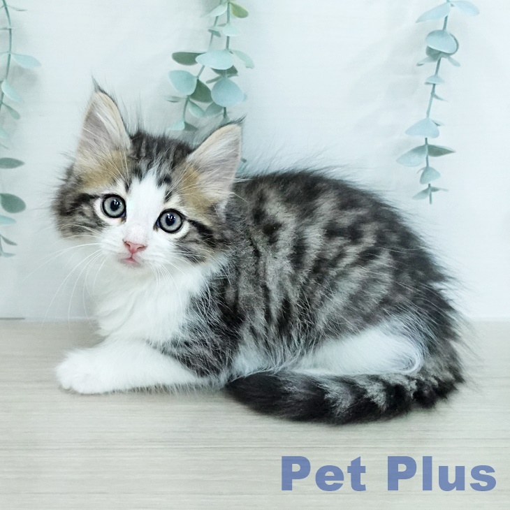 ノルウェージャンフォレストキャット