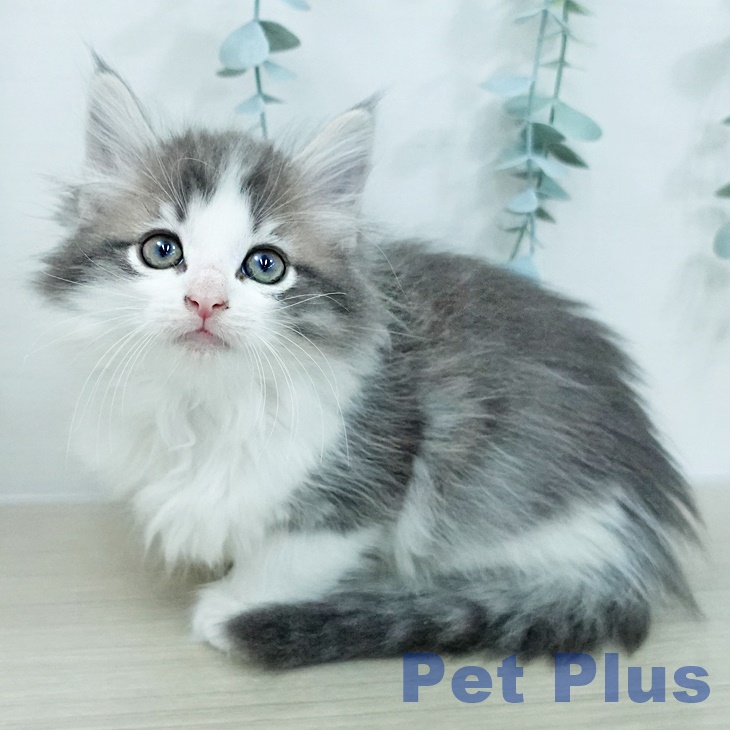 ノルウェージャンフォレストキャットの写真2