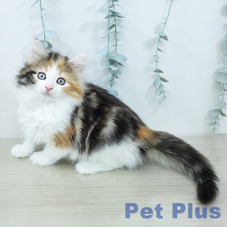 ノルウェージャンフォレストキャット