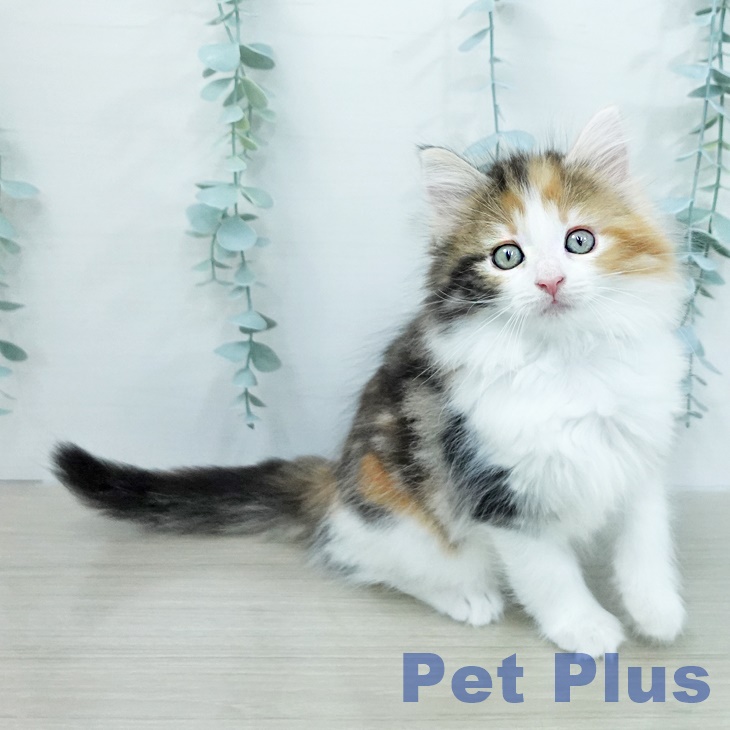 ノルウェージャンフォレストキャットの写真2