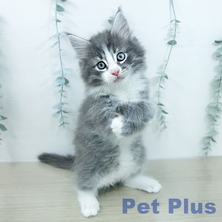 ノルウェージャンフォレストキャットの写真2