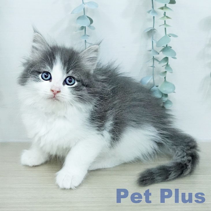 ノルウェージャンフォレストキャット