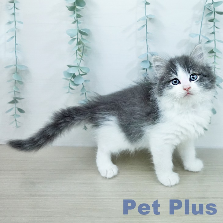 ノルウェージャンフォレストキャットの写真2