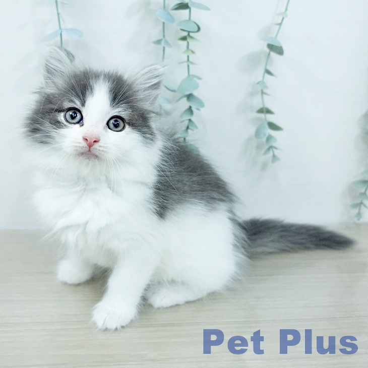 ノルウェージャンフォレストキャット