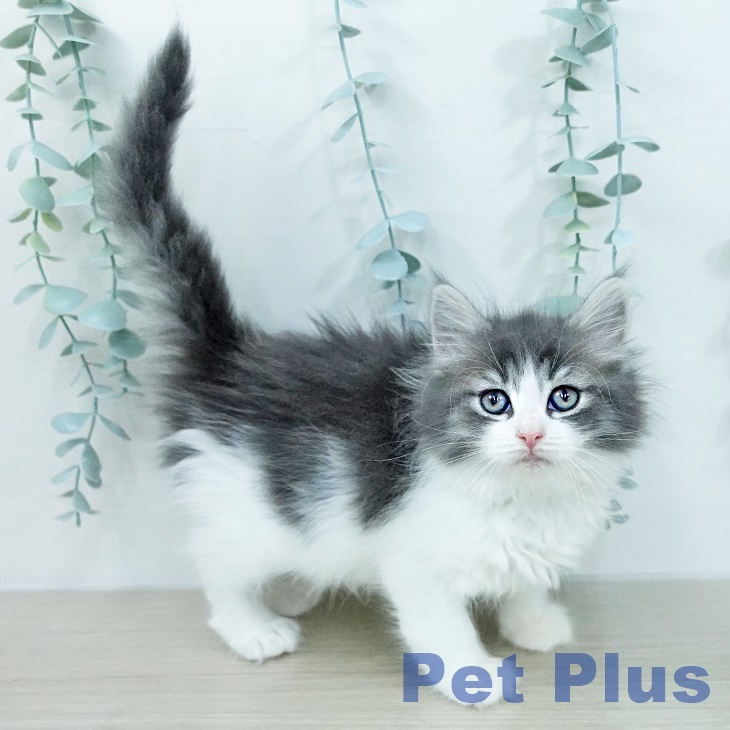 ノルウェージャンフォレストキャットの写真2