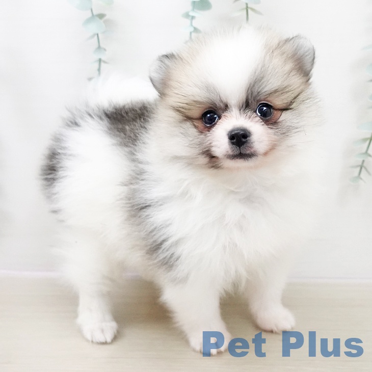 ポメラニアンの写真2