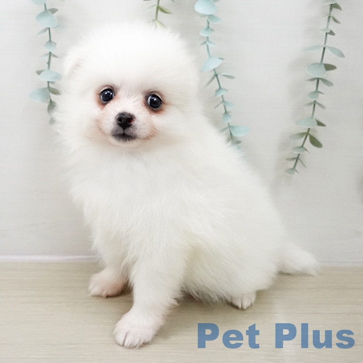 ポメラニアンの写真2