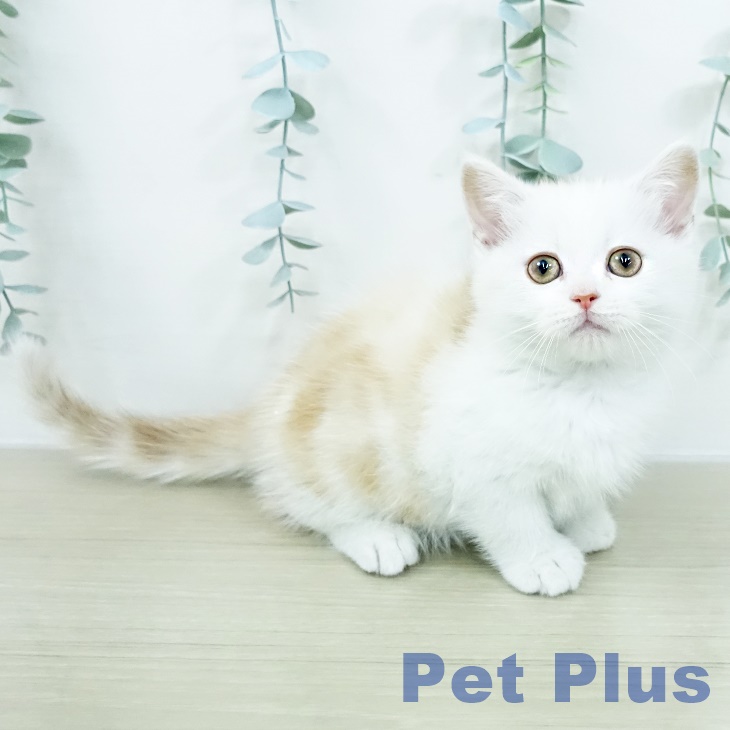 神奈川県のマンチカン (ペッツワン 小田原店/2026年2月26日生まれ/男の子/カメオタビー)の子猫の1枚目の画像