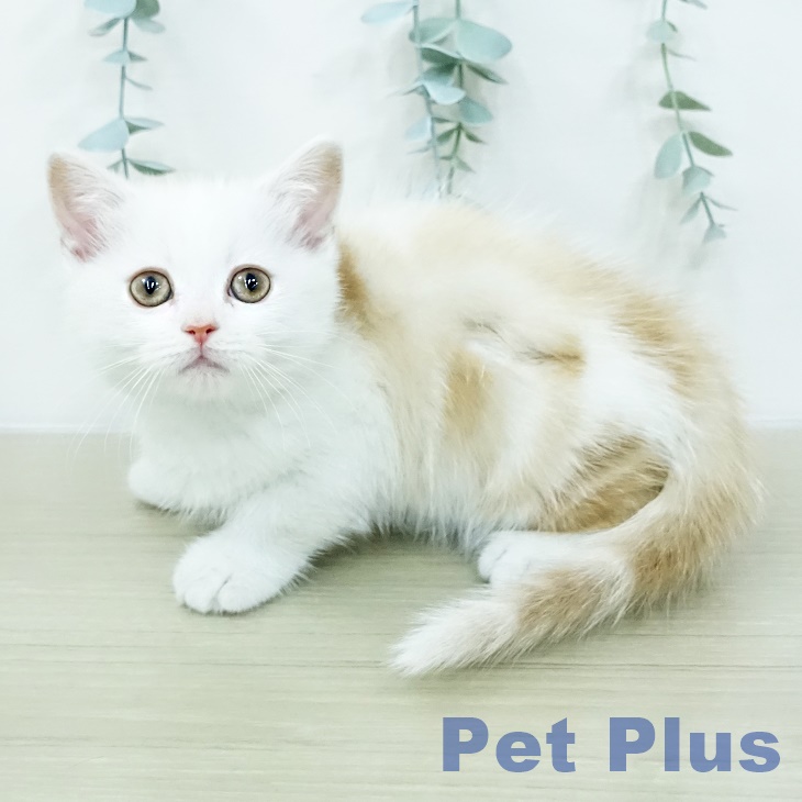 神奈川県のマンチカン (ペッツワン 小田原店/2026年2月26日生まれ/男の子/カメオタビー)の子猫の2枚目の画像