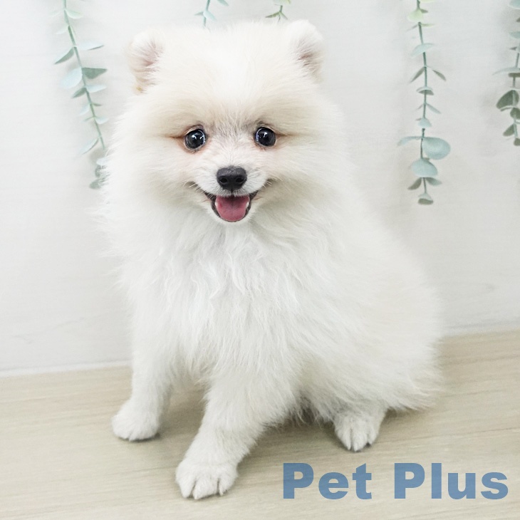 群馬県のポメラニアン (ペットプラス イオンモール太田店/2026年2月26日生まれ/男の子/クリーム)の子犬の1枚目の画像