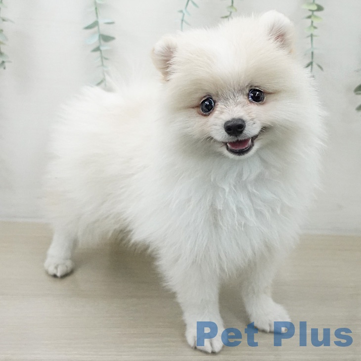 群馬県のポメラニアン (ペットプラス イオンモール太田店/2026年2月26日生まれ/男の子/クリーム)の子犬の2枚目の画像