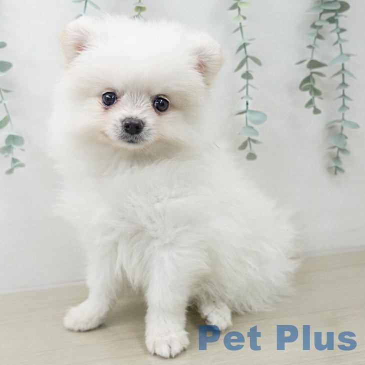 ポメラニアンの写真2