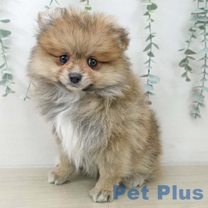 ポメラニアンの写真2