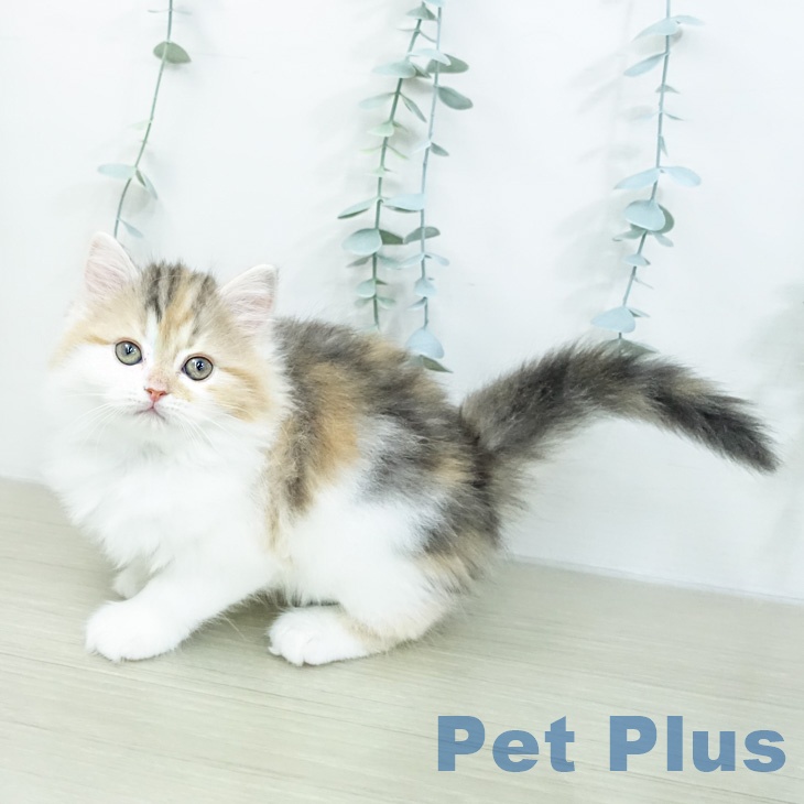 スコティッシュフォールド