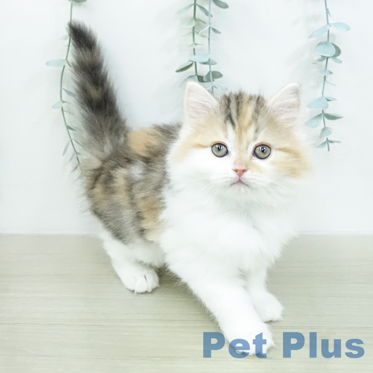 スコティッシュフォールドの写真2