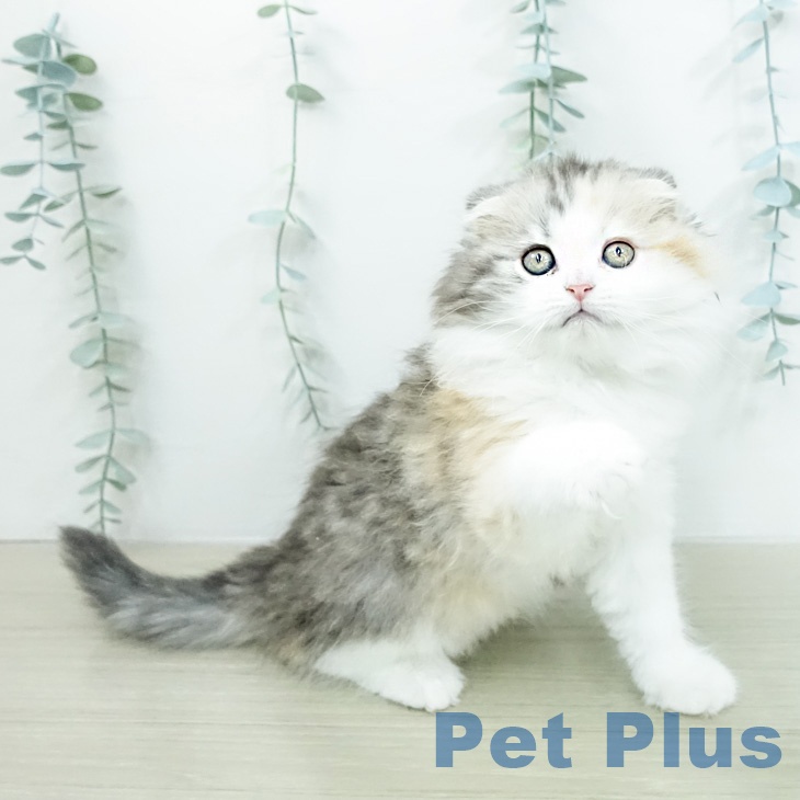 スコティッシュフォールド