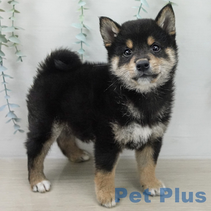 東京都の柴犬(標準サイズ) (ペットプラス 日の出店/2026年2月26日生まれ/男の子/黒)の子犬の1枚目の画像