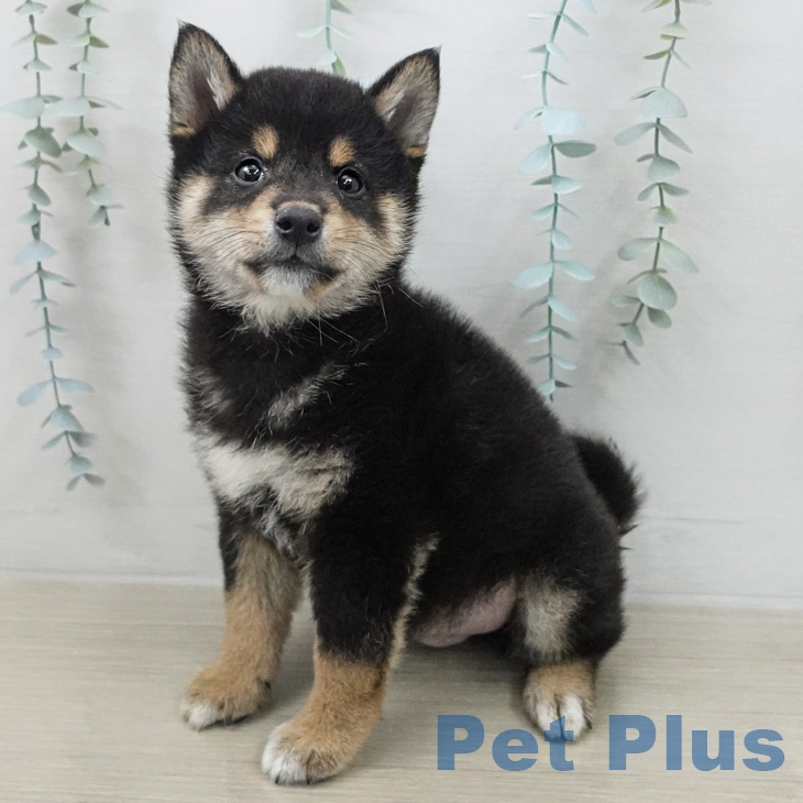 東京都の柴犬(標準サイズ) (ペットプラス 日の出店/2026年2月26日生まれ/男の子/黒)の子犬の2枚目の画像