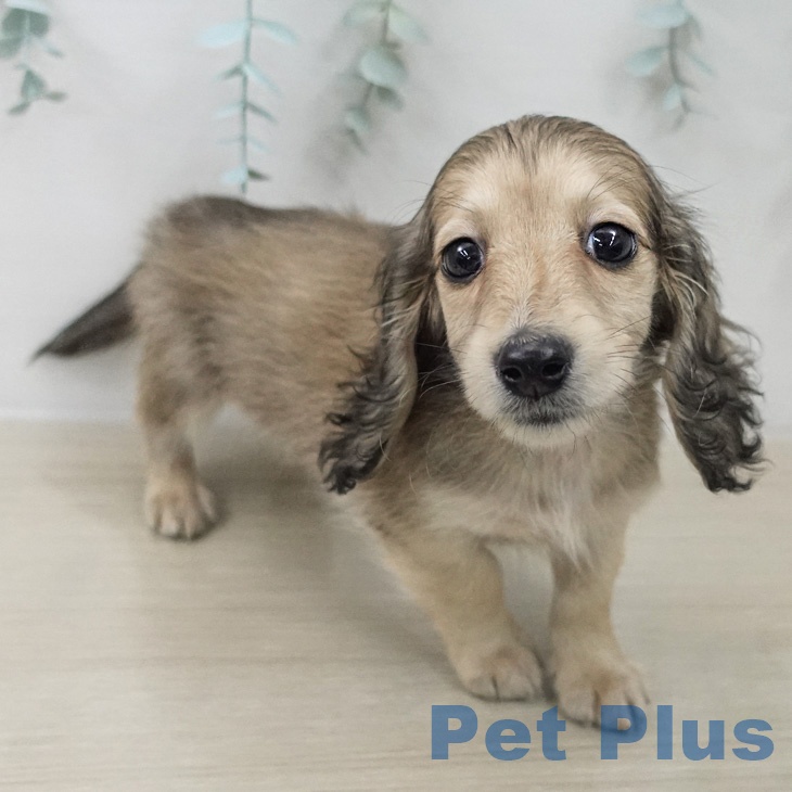 ミニチュア・ダックスフンドの写真2