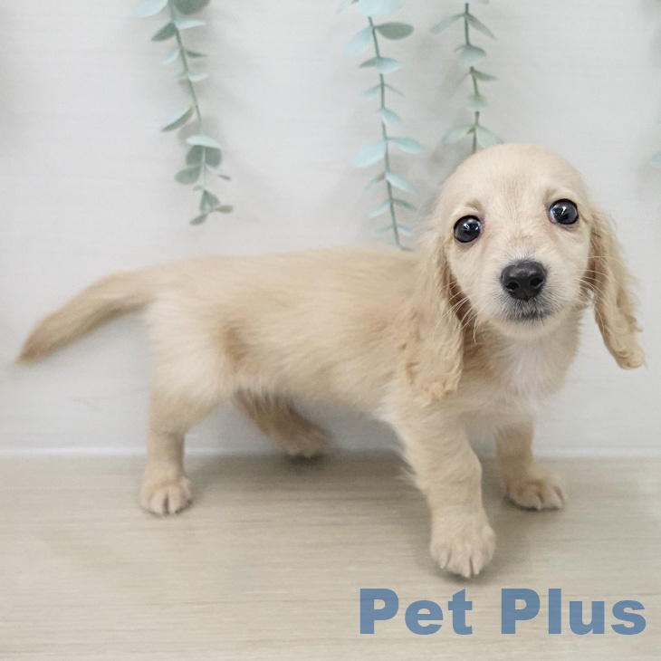 ミニチュア・ダックスフンド