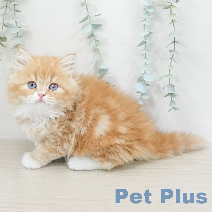 ラガマフィンの写真2